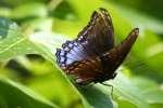 Red-spotted Purple Butterfly