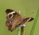 Buckeye Butterfly