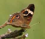 Buckeye Butterfly