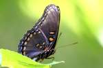 Red-spotted Purple Butterfly