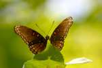 Red-spotted Purple Butterfly