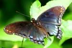 Red-spotted Purple Butterfly