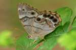 Southern Peraly-eye Butterfly