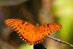 Gulf Fritillary Butterfly