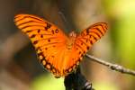 Gulf Fritillary Butterfly