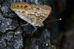 Hackberry Emperor Butterfly