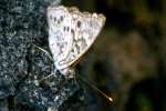 Hackberry Emperor Butterfly