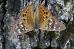 Hackberry Emperor Butterfly