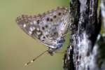 Hackberry Emperor Butterfly