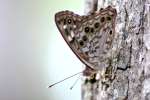 Hackberry Emperor Butterfly