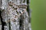 Hackberry Emperor Butterfly