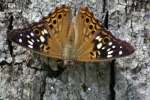 Hackberry Emperor Butterfly