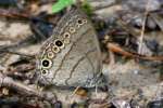 Carolina Satyr Butterfly