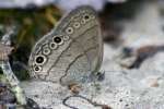 Carolina Satyr Butterfly