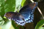 Red-spotted Purple Butterfly