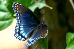 Red-spotted Purple Butterfly