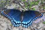 Red-spotted Purple Butterfly