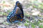 Red-spotted Purple Butterfly