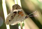 Buckeye Butterfly