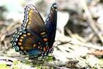 Red-spotted Purple Butterfly