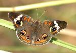 Buckeye Butterfly