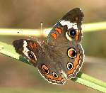 Buckeye Butterfly