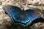 Red-spotted Purple Butterfly