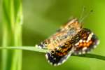 Phaon Crescent Butterfly