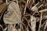 Gemmed Satyr Butterfly