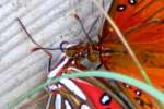 Gulf Fritillary Butterfly