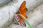 Gulf Fritillary Butterfly