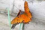 Gulf Fritillary Butterfly