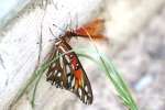 Gulf Fritillary Butterfly