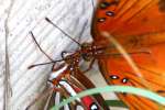 Gulf Fritillary Butterfly