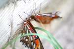 Gulf Fritillary Butterfly