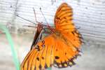 Gulf Fritillary Butterfly