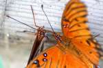 Gulf Fritillary Butterfly