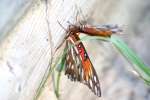 Gulf Fritillary Butterfly