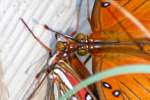 Gulf Fritillary Butterfly