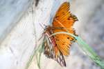 Gulf Fritillary Butterfly