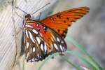 Gulf Fritillary Butterfly