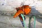 Gulf Fritillary Butterfly