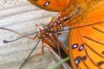 Gulf Fritillary Butterfly