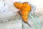 Gulf Fritillary Butterfly