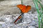 Gulf Fritillary Butterfly