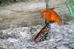 Gulf Fritillary Butterfly