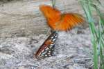 Gulf Fritillary Butterfly