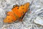 Gulf Fritillary Butterfly