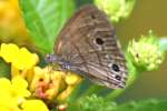 Carolina Satyr Butterfly