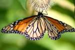 Monarch Butterfly